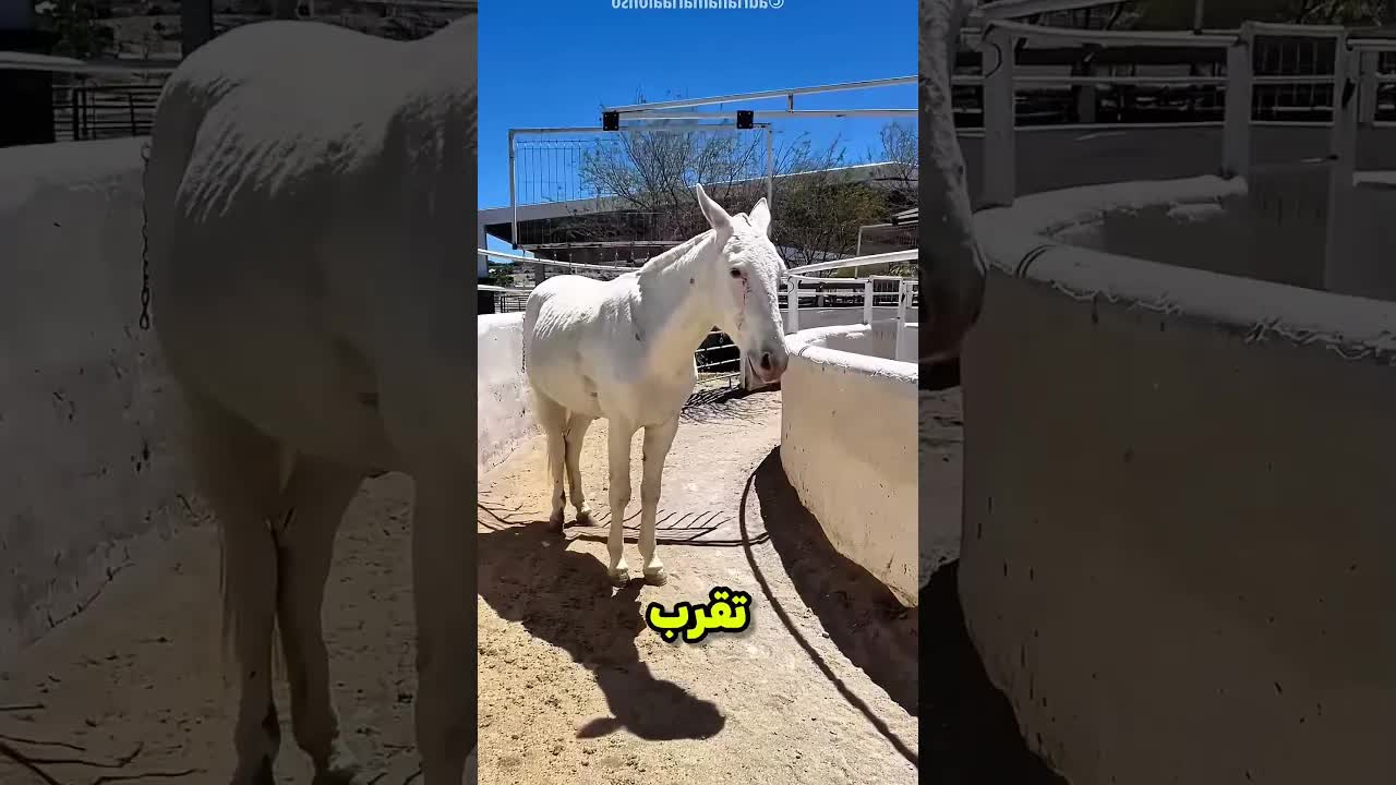 حصان كسلان يضحك على ماكينة الجري