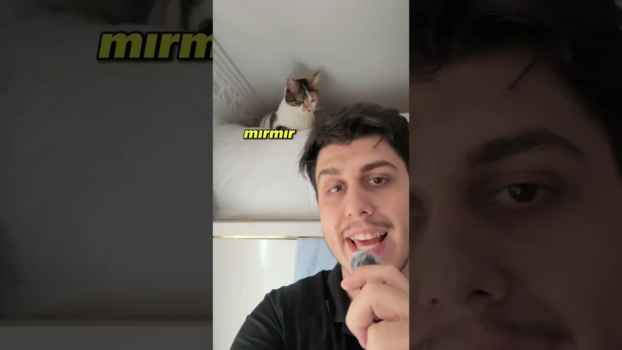 Şelale Sesi Taklidi ve Kedi Tepkisi