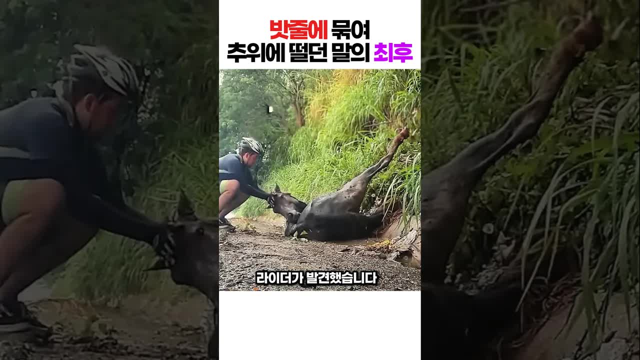 밧줄에 걸린 말, 라이더와 작업자가 구조한 감동 순간