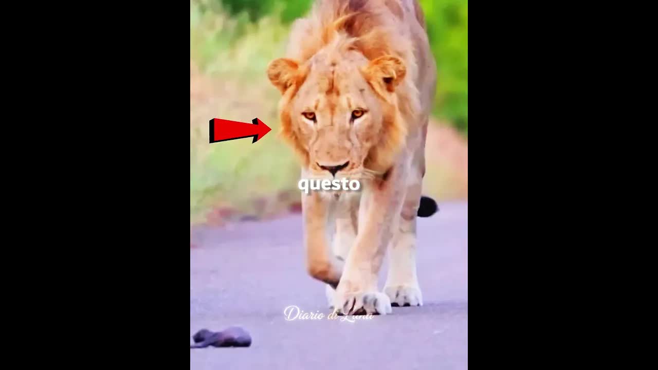 Il Leone Salva un Cucciolo Indifeso