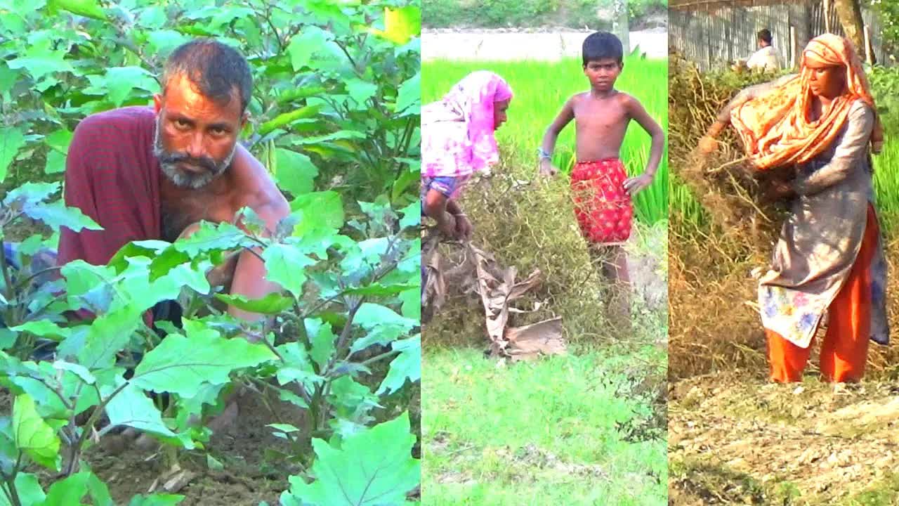 গ্রামের মরিচ ক্ষেতের দৈনন্দিন কাজ