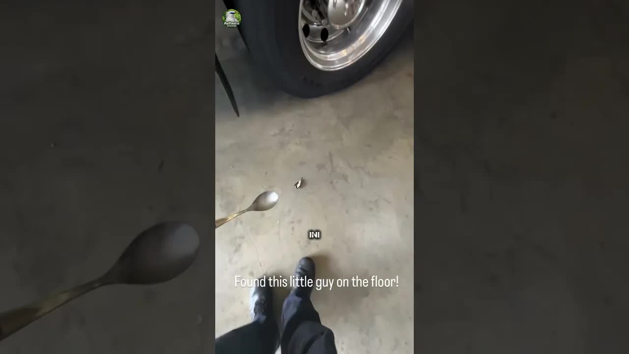 Kolibibri Kelelahan Dibantu Pemadam Kebakaran