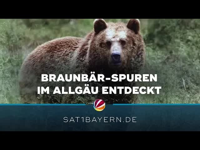Braunbärspuren im Oberallgäu entdeckt