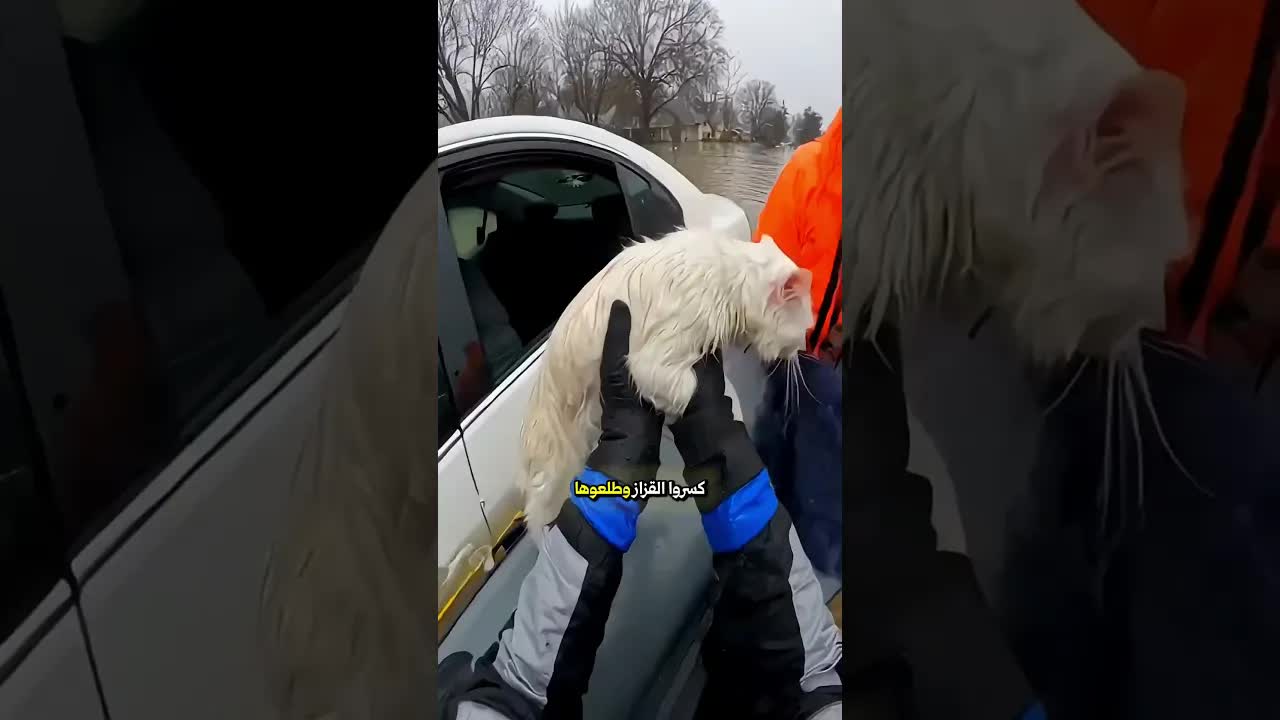 قطة علقت في سيارة مع صغارها