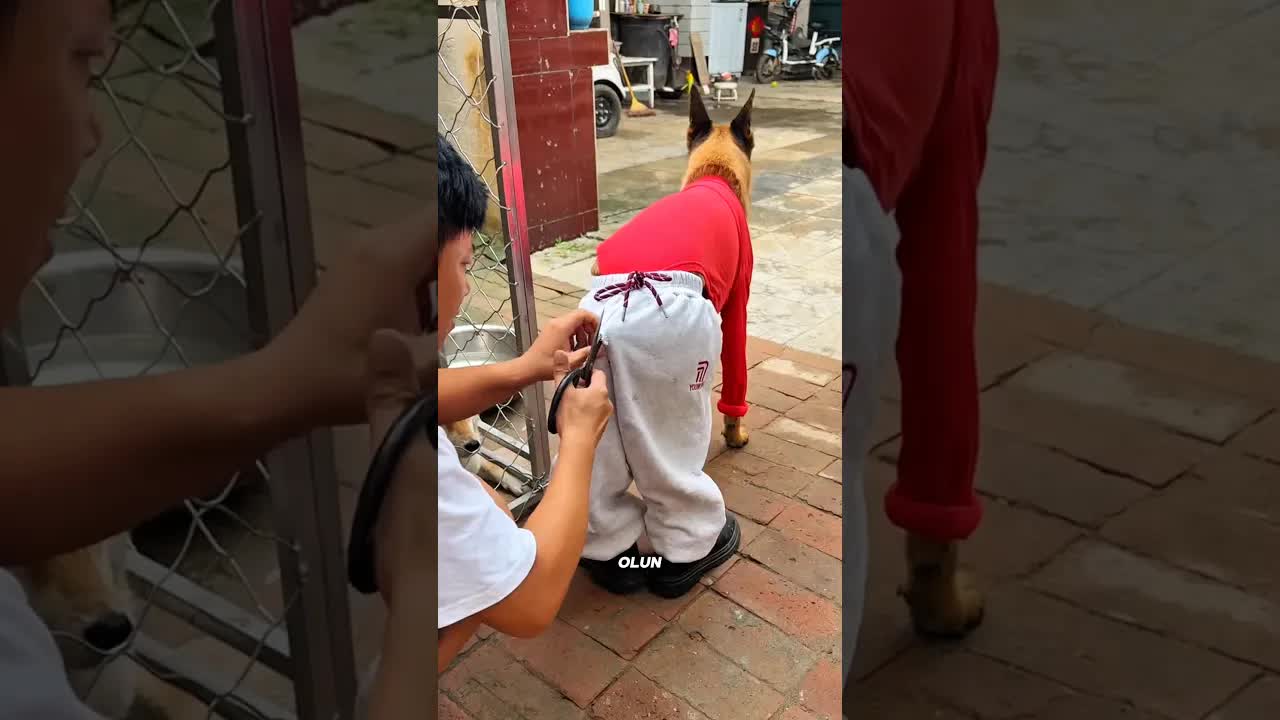 Max'ın Kuyruğu Ortaya Çıktı!