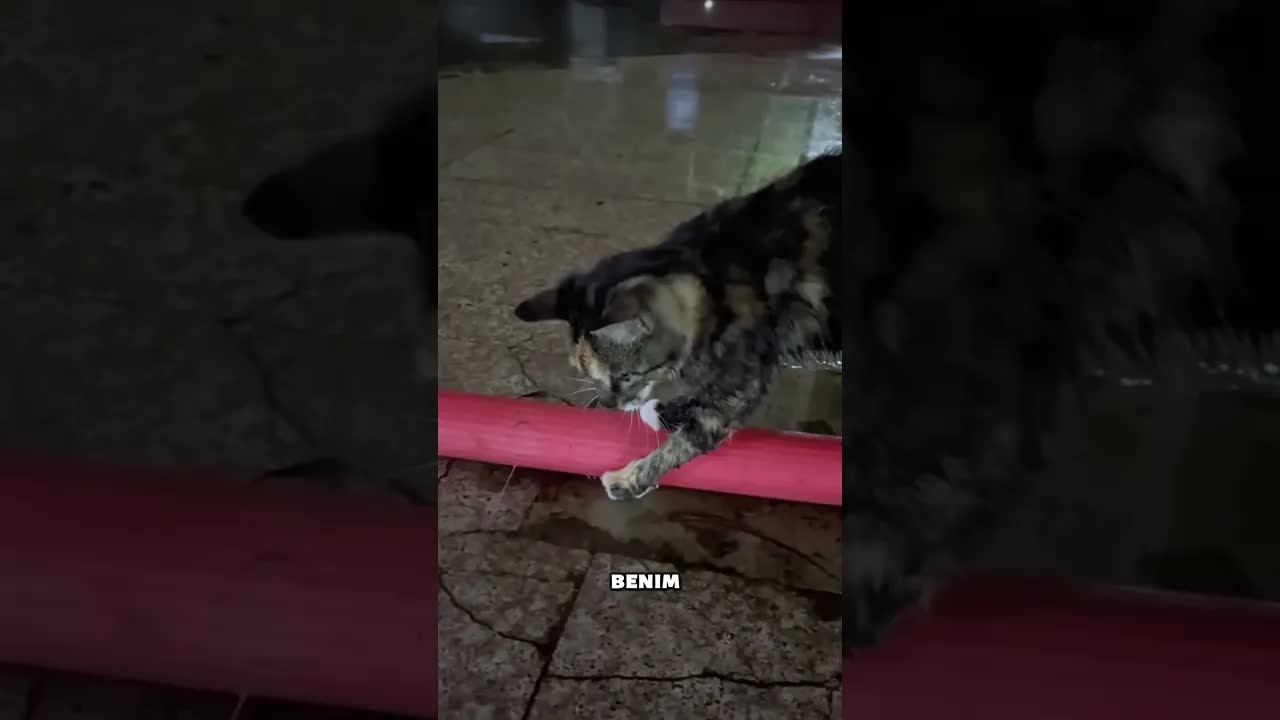 Havalimanında Rüzgar ve Mırıldanan Kedisi