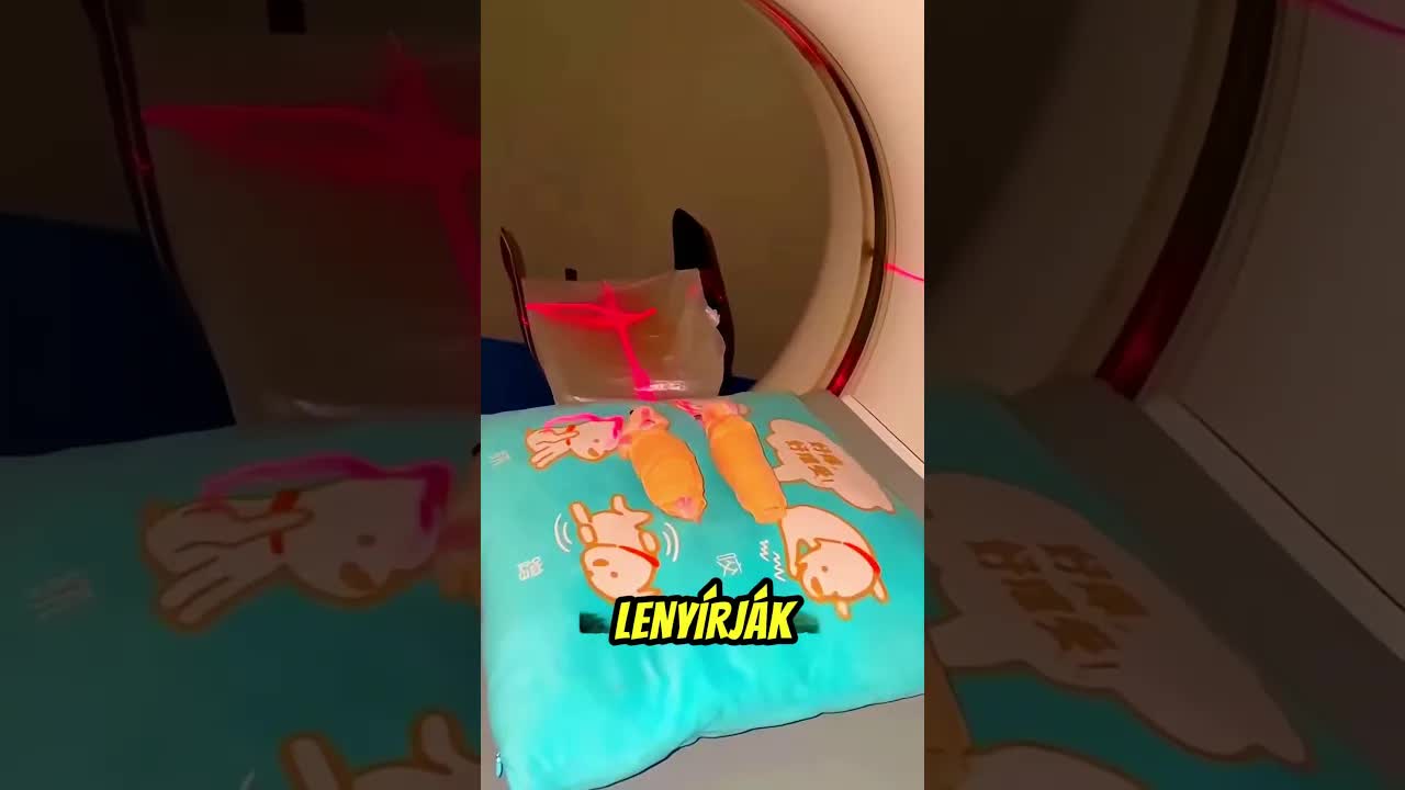 Hogyan készülnek CT felvételek állatokról?