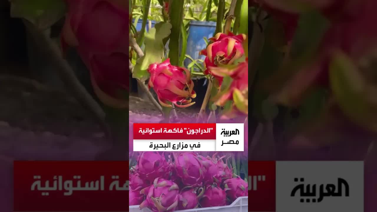 نجاح زراعة الدراجون فروت في البحيرة