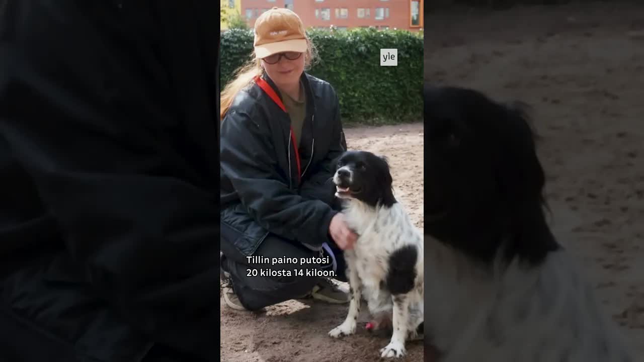 Tilli-koiran painonpudotustarina tutkimuksessa