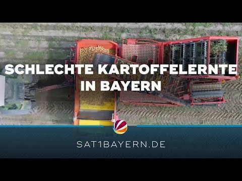 Schlechte Kartoffelernte in Bayern