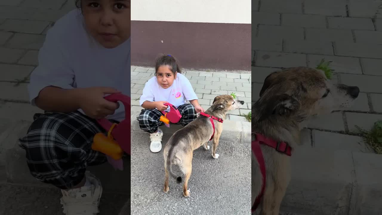 Nu m-a lăsat să ating câinele