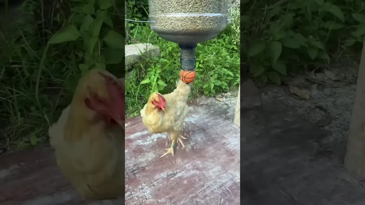 Kura, która potrafi sama się nakarmić