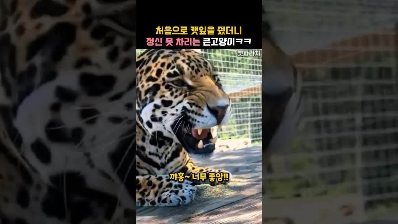 캣잎을 처음 먹은 큰고양이의 반응