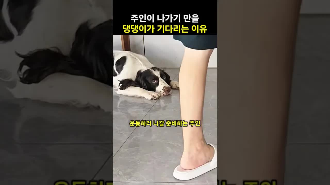 강아지가 주인 외출 후 간식을 훔쳐 먹은 사연