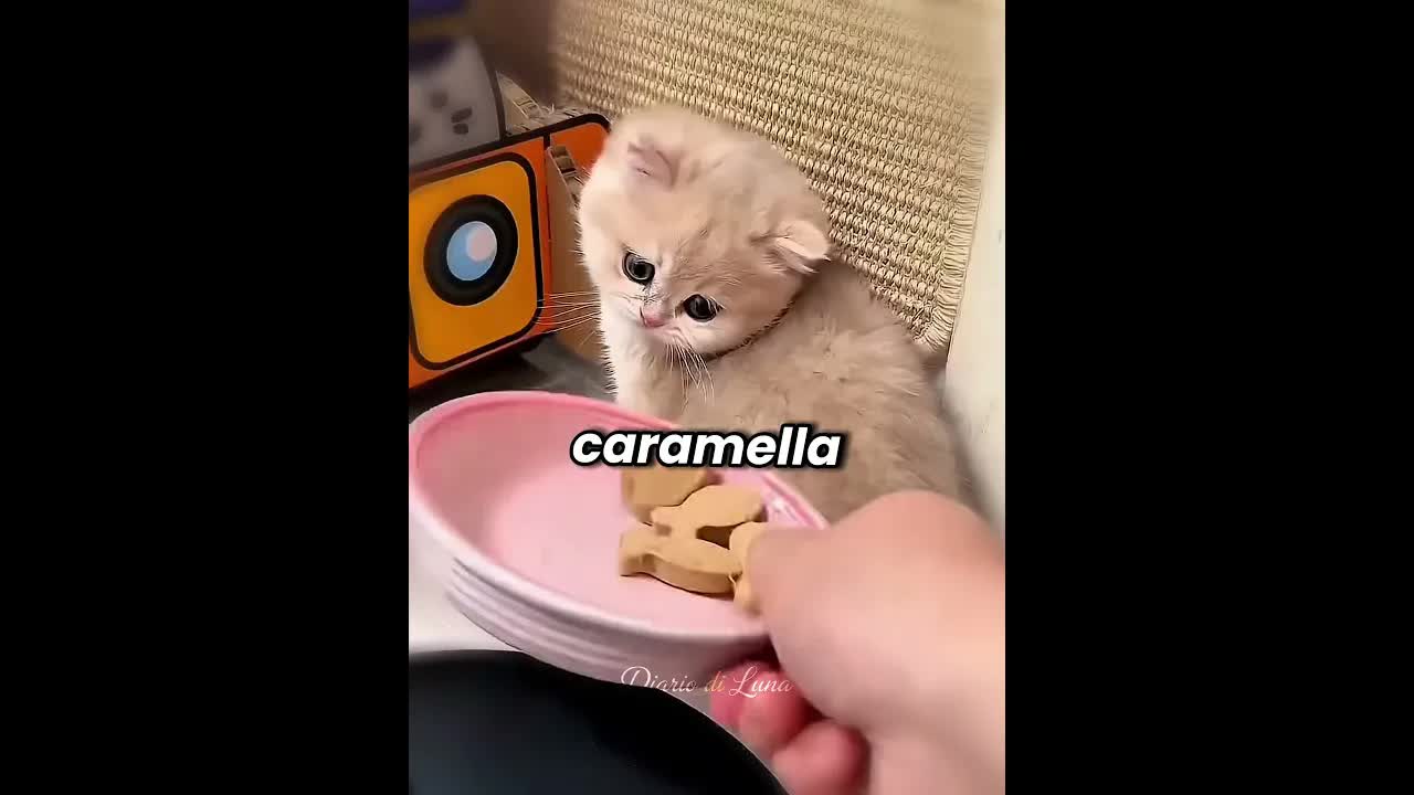 Il gatto furbo che sfugge alla medicina