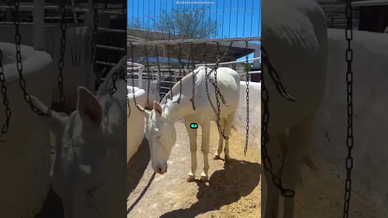 الحصان يتهرب من التمرين باستخدام الذكاء