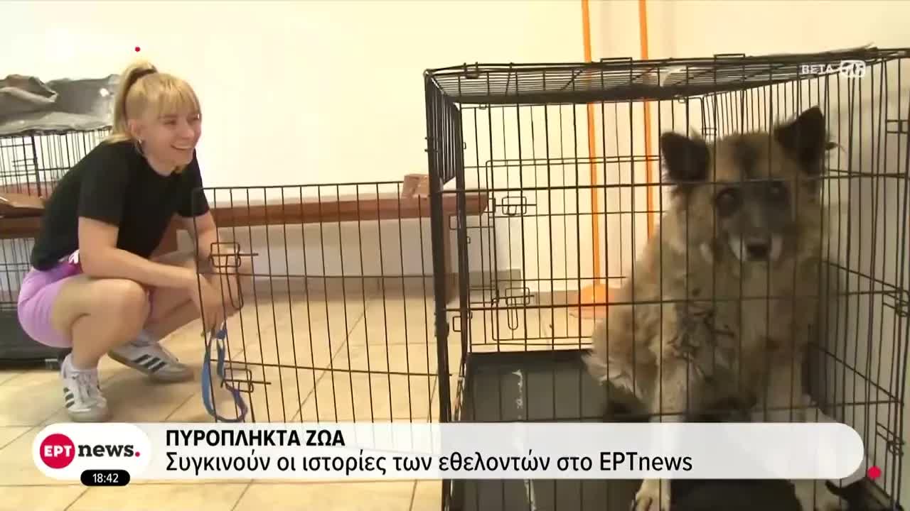Εθελοντές σώζουν ζώα από τις πυρκαγιές