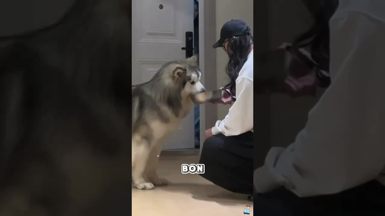 Quand ton chien confond Maman et Papa