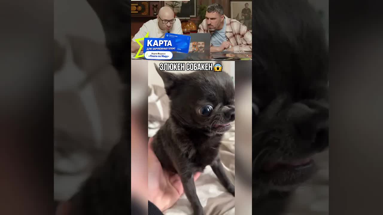 Милые слова для прогулки с питомцем