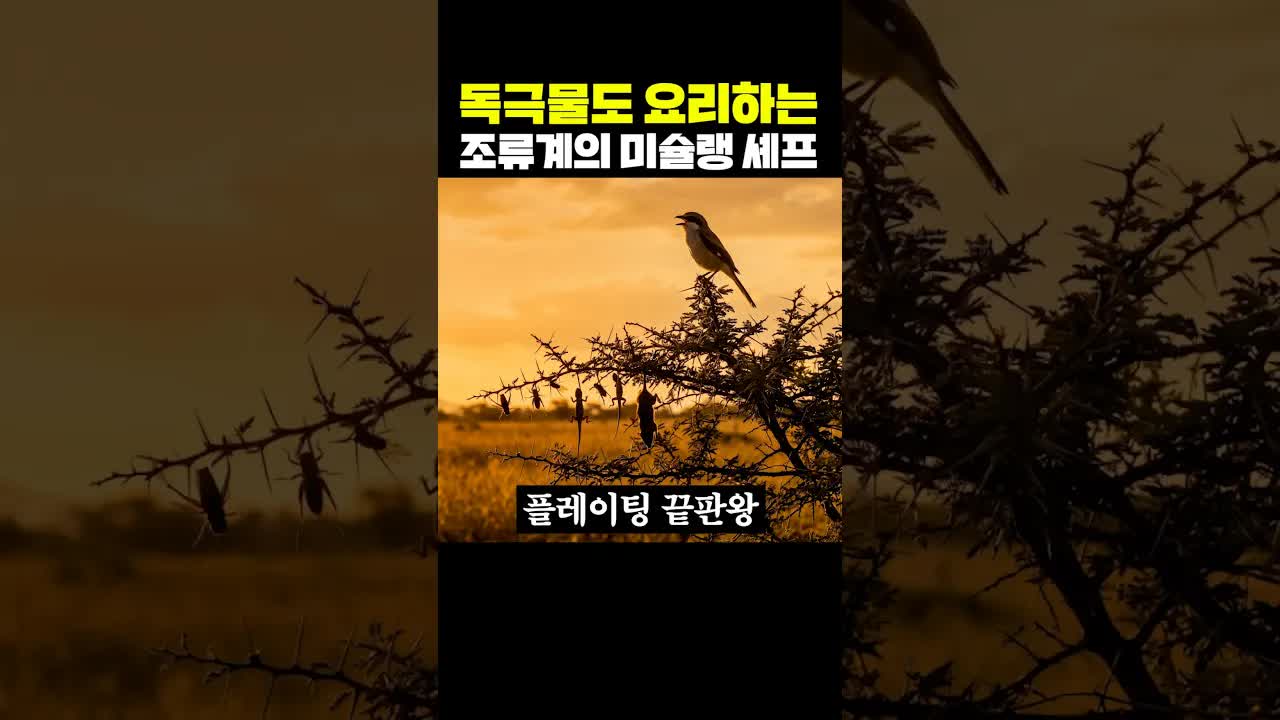 독극물 요리하는 조류의 미슐랭 셰프