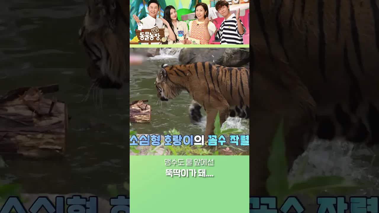 호랑이의 신중한 물놀이 실패