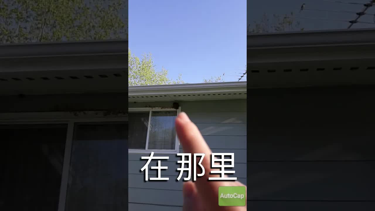 燕子一家：给小鸟吃东西