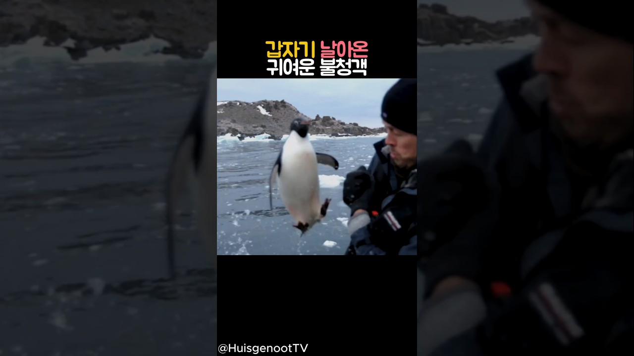 남극 촬영 중 날아온 귀여운 펭귄 불청객