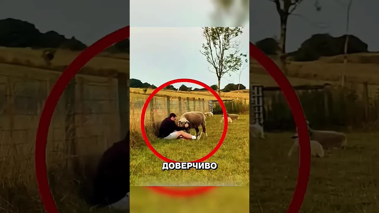 Робкая овечка утешает грустного мужчину