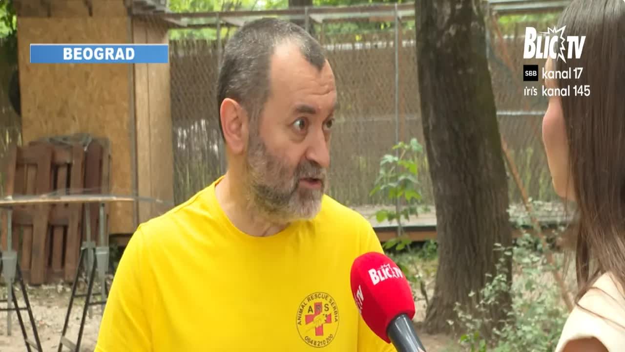 Centar za othranu lasta i čiopa u Beogradu