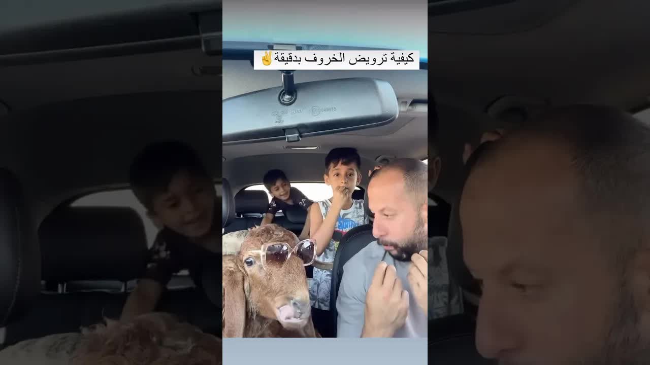 كيفية ترويض خروف بطريقة كوميدية