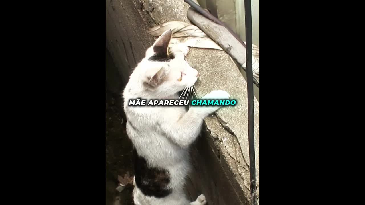Gata mãe salva filhote preso em tubo