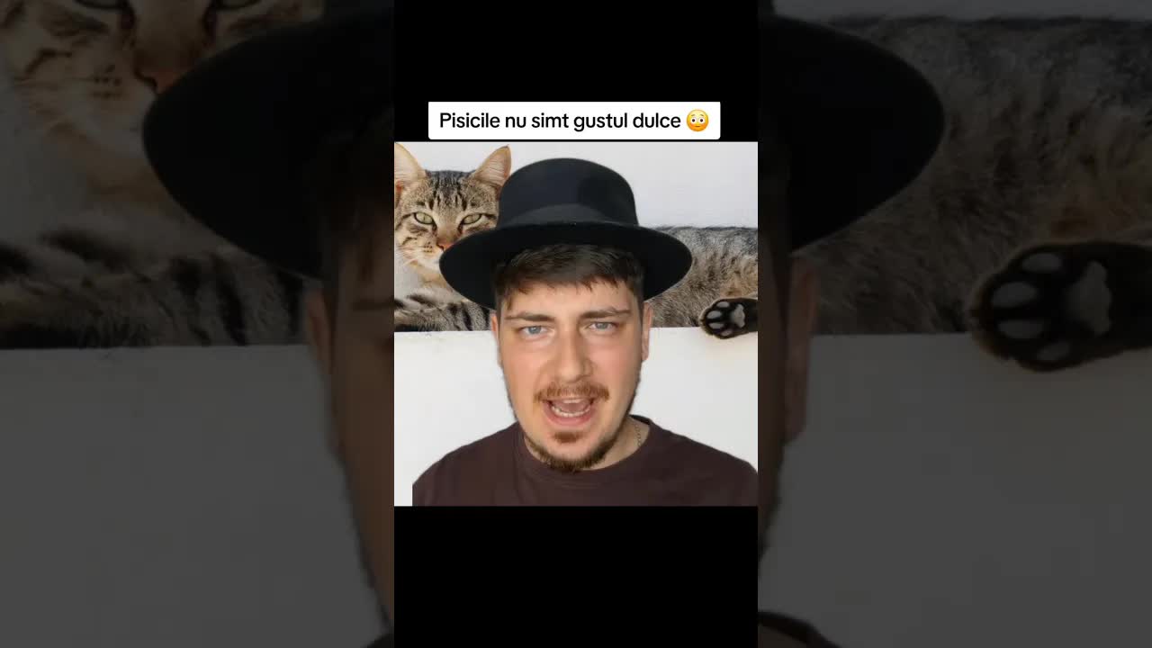 Ce nu știai despre pisici