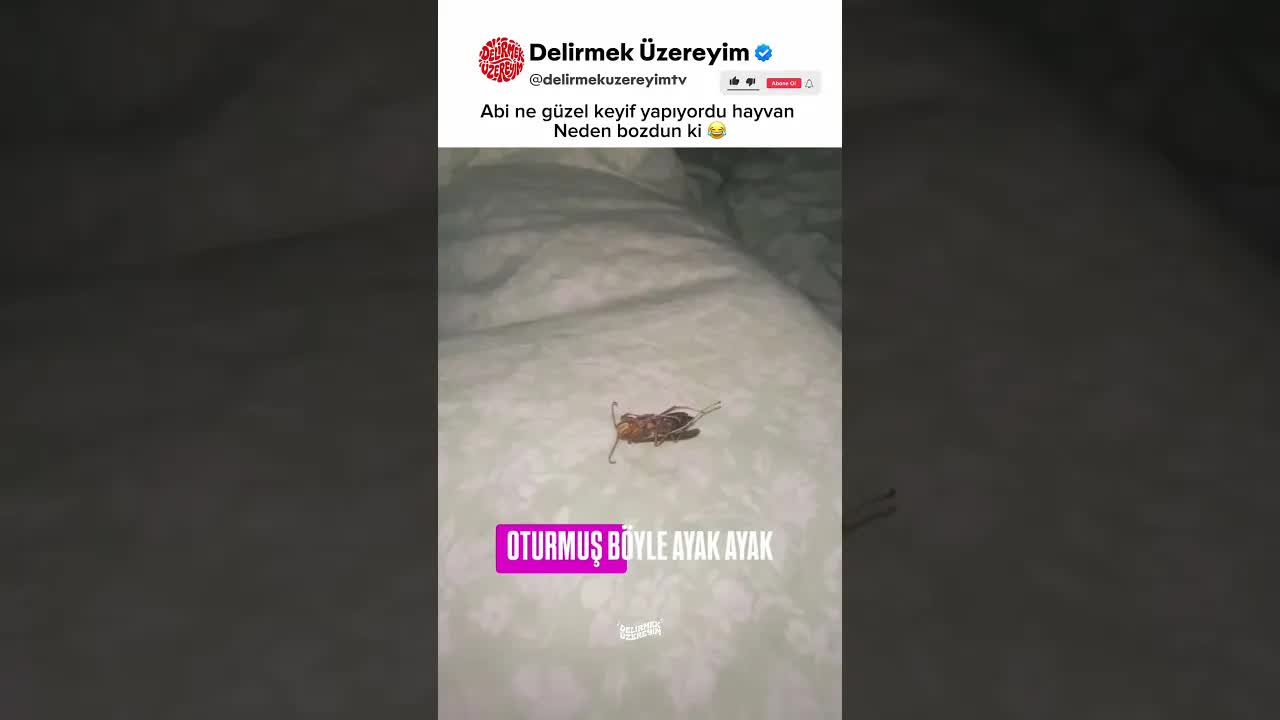 Özgüvenli Böcek ve Sert Tepki