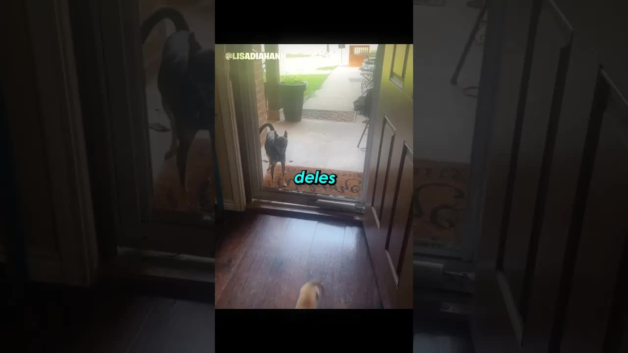 Cachorrinho hesita antes de entrar por porta quebrada