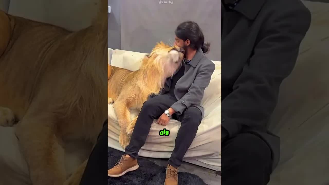 رجل يربي ثلاثة أسد في بيته