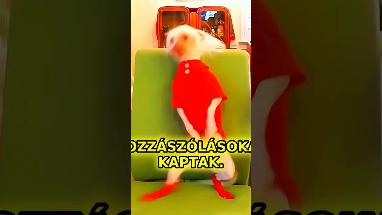 A kutya táncos karrierje: gúnytól balóráig