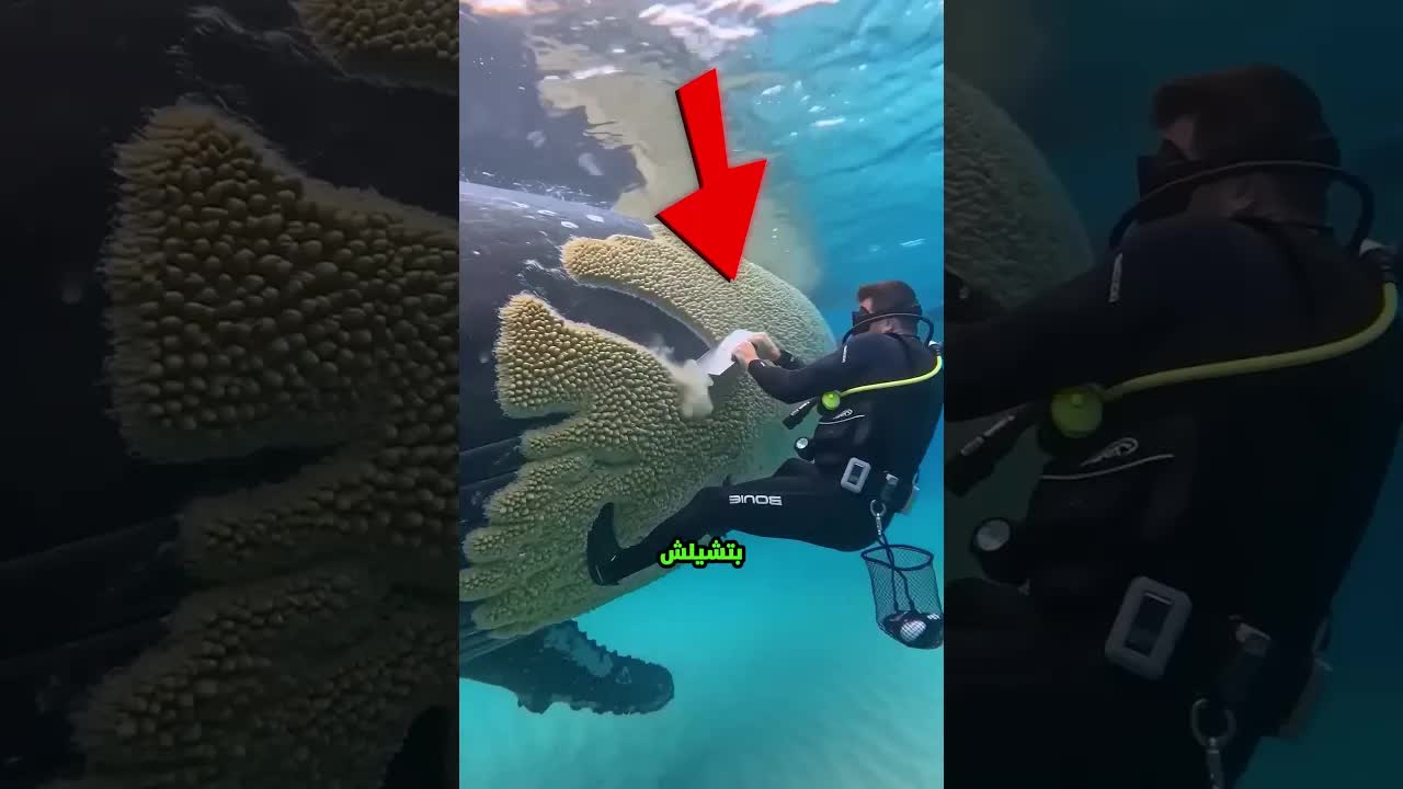 لماذا لا يزيل الناس القشريات من جسم الحوت؟