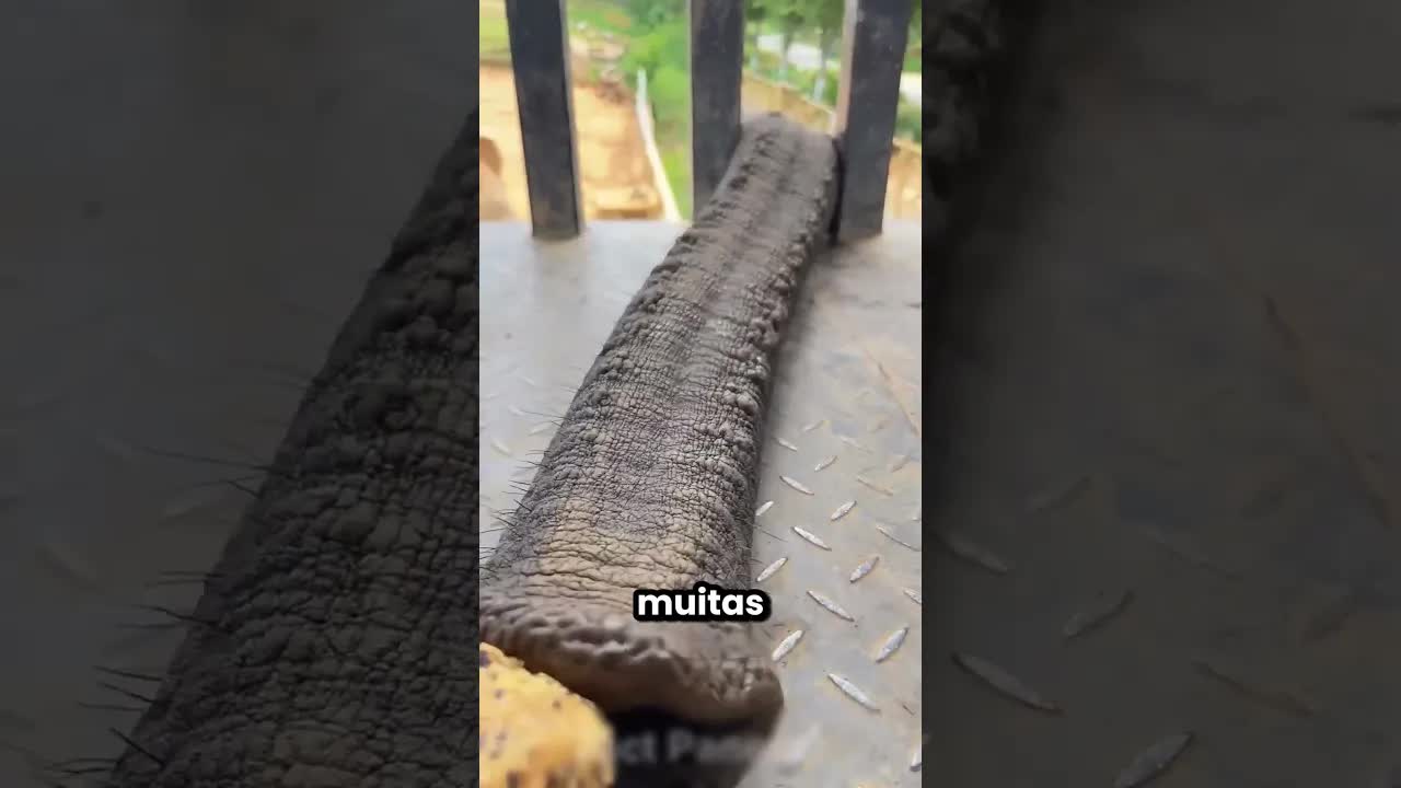 Uma cobra entrou em casa e causou pânico