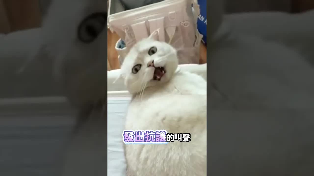 貓被寶寶踩腳卻選擇默默走開