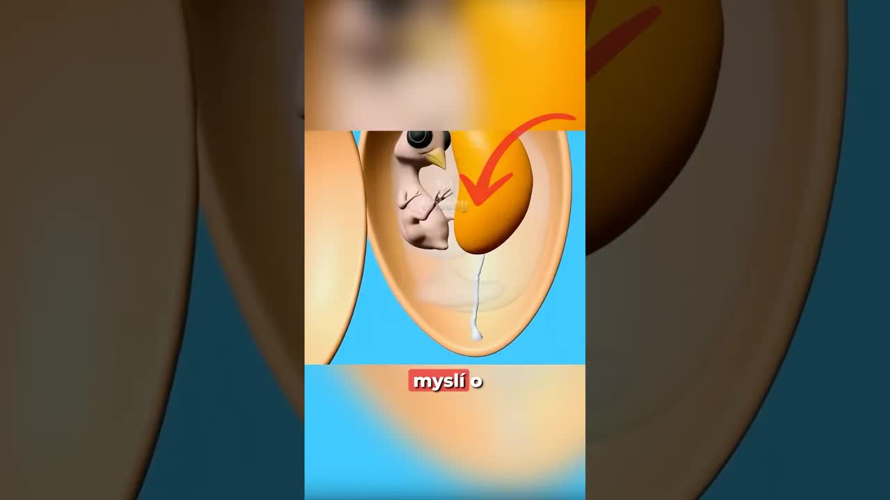 Mýty o vývoji kuřete z vejce
