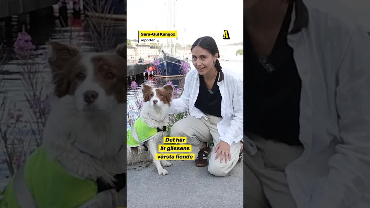 Border Collie Jenny bekämpar gäss i Stockholm