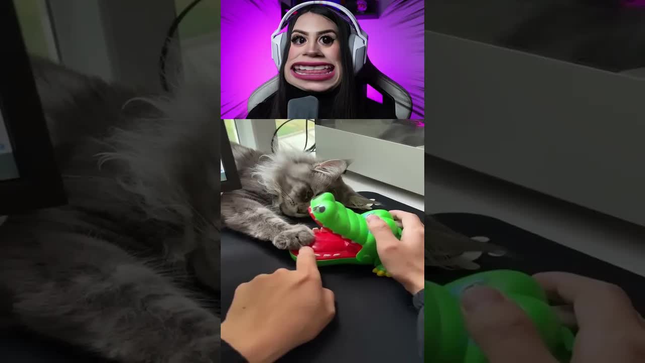 Gatinho brincando com crocodilo de brinquedo
