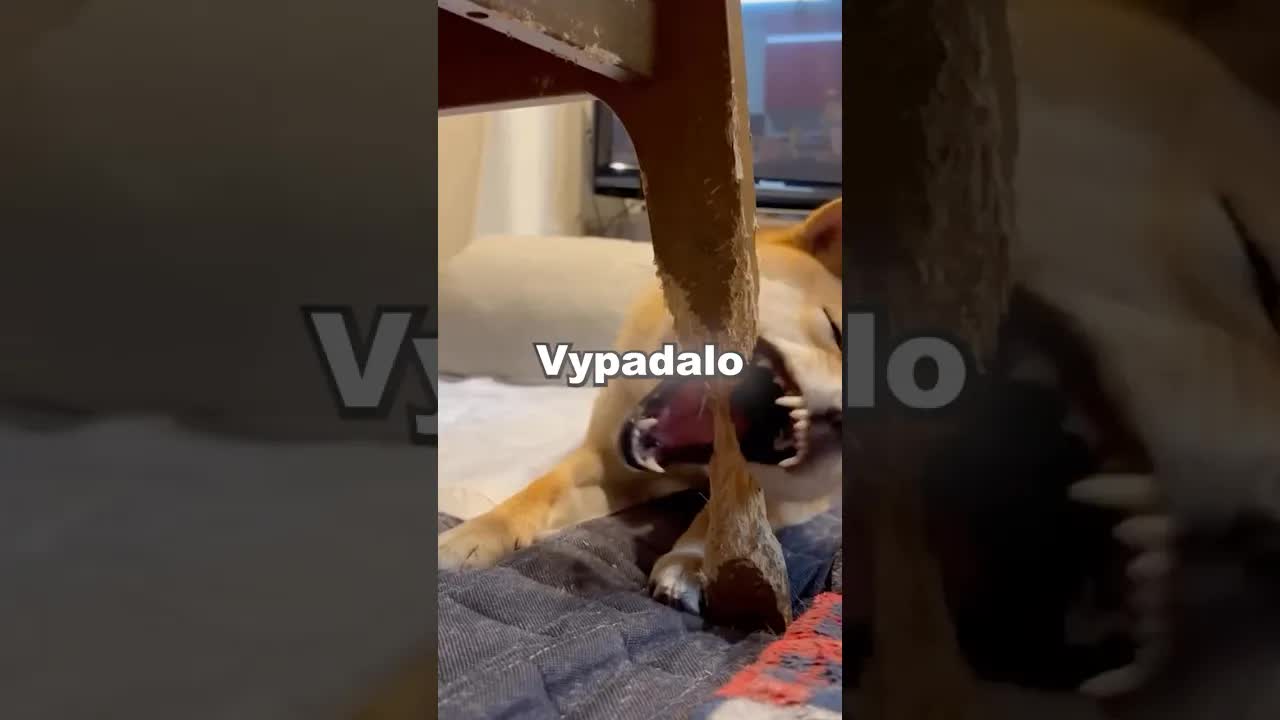 Pejsek tajně ničil stůl zuby