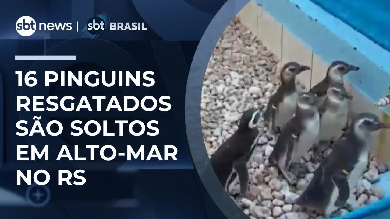 16 pinguins resgatados são soltos no mar