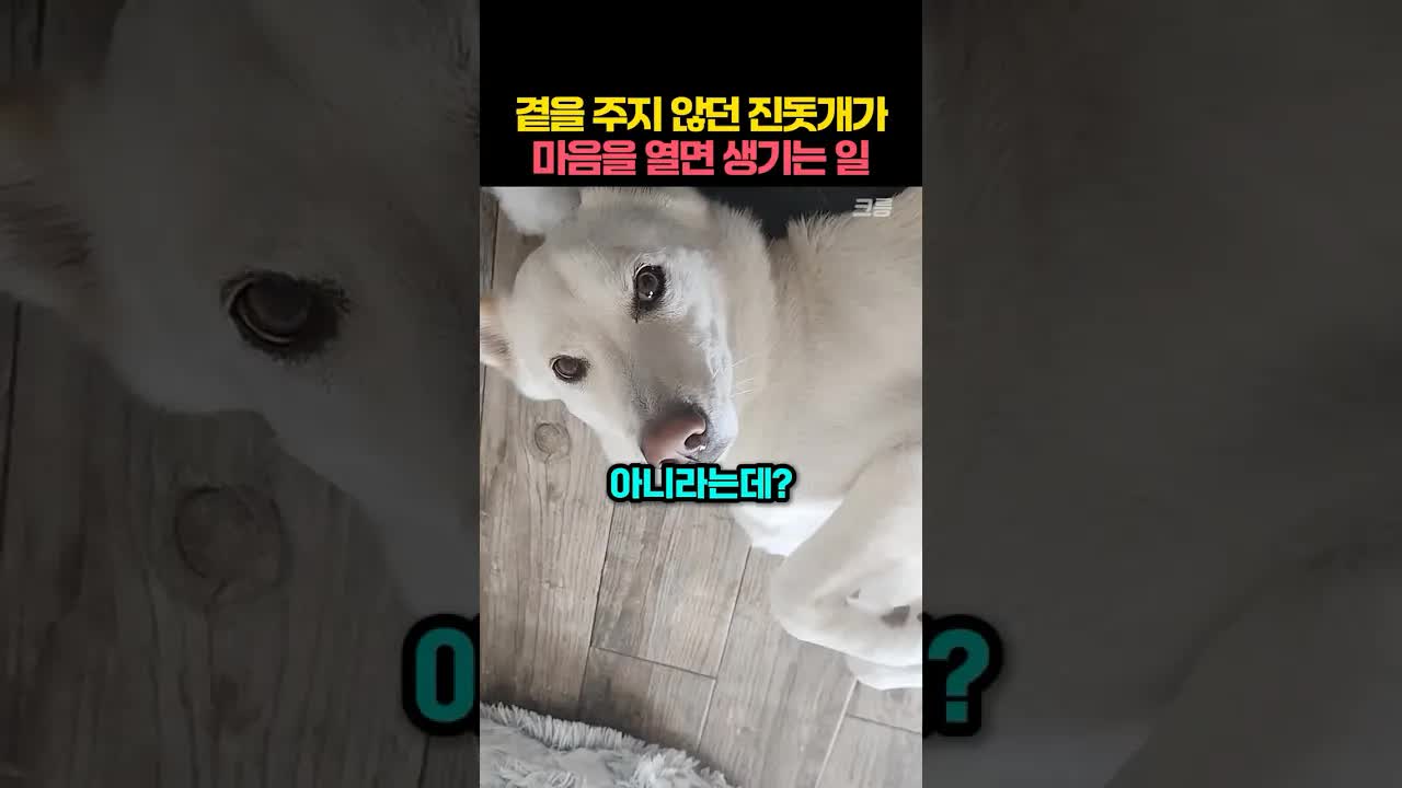 미국인이 진돗개의 마음을 얻는 과정