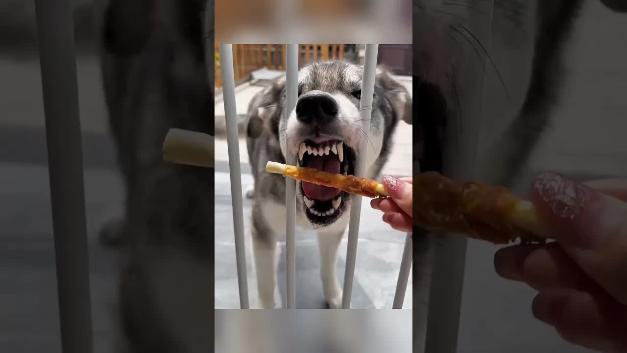 Uji Kecerdasan Tiga Anjing dengan Tantangan Makanan