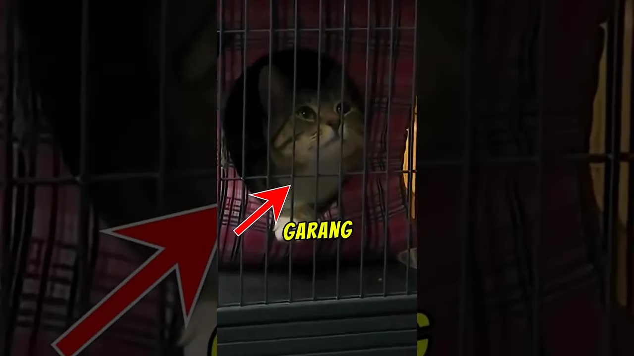 Kucing Garang Max Dapat Rumah Baharu