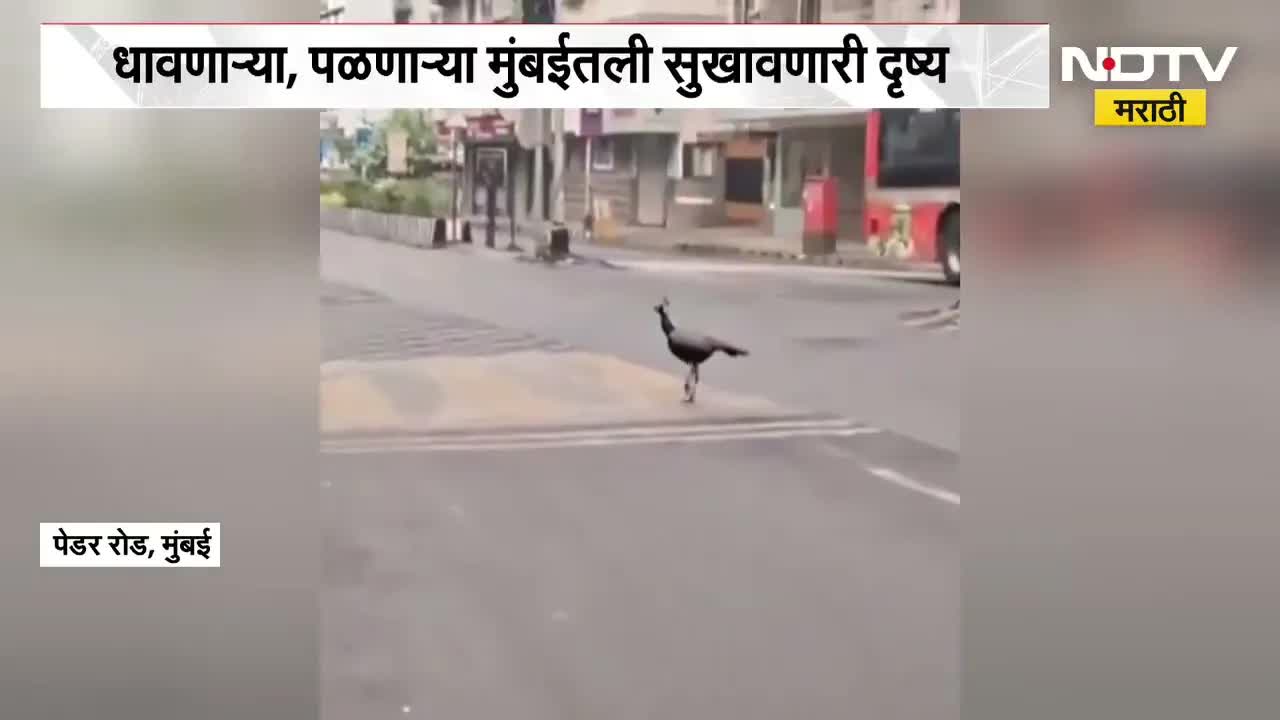 मुंबईतील पेडर रोडवर पावसानंतर मोरांचे दर्शन