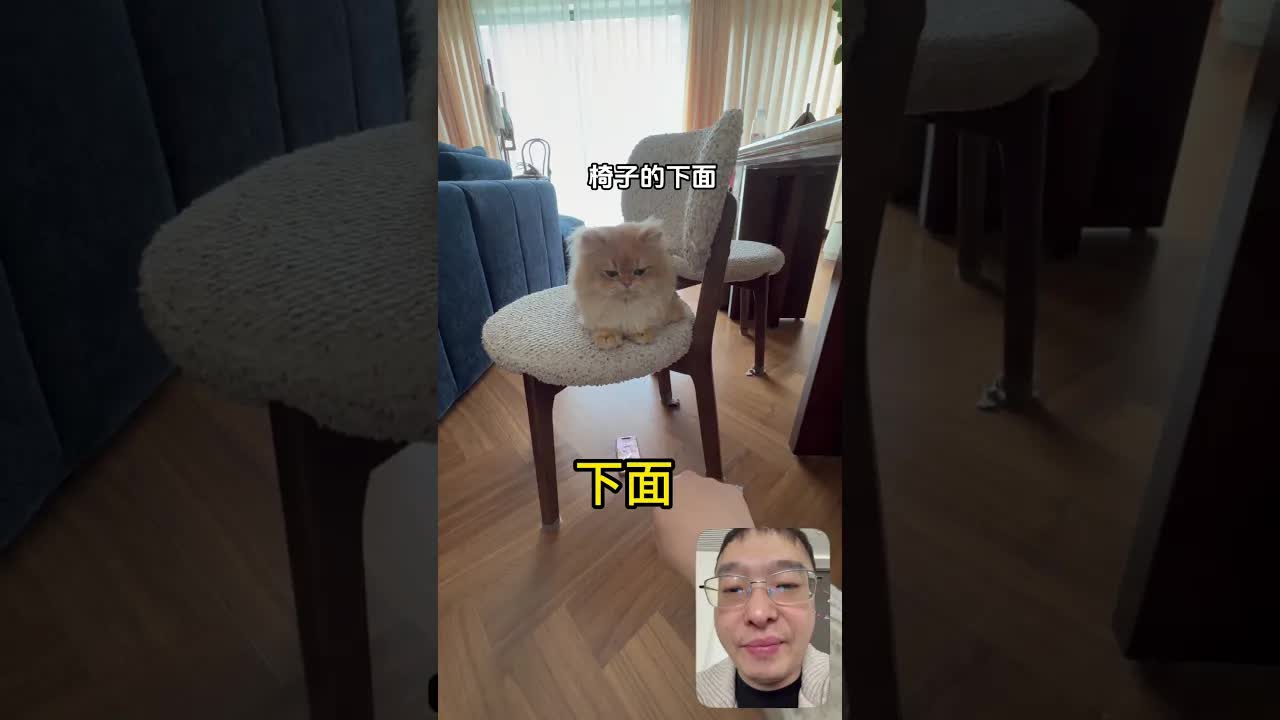 手机和猫的位置练习