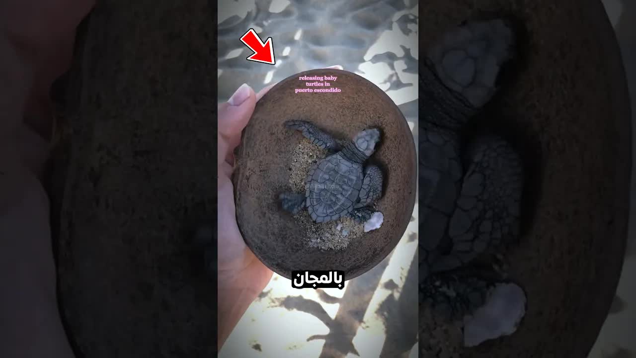 لماذا لا يجب شراء السلاحف الصغيرة؟